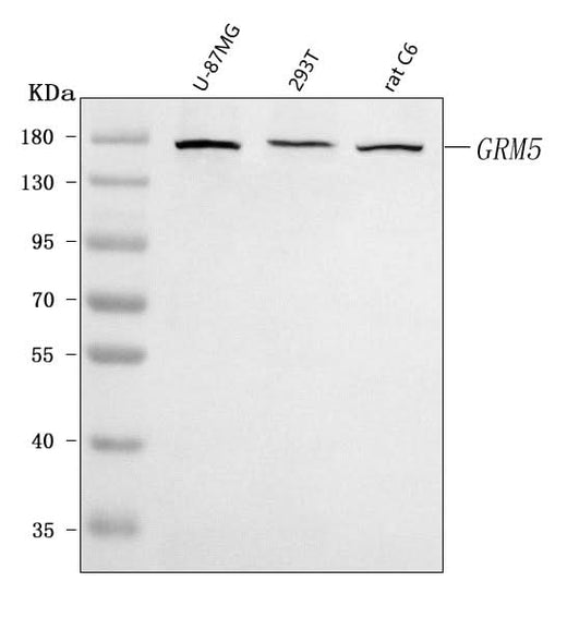Anti-Metabotropic Glutamate Receptor 5/GRM5 Antibody Picoband® Boster Bio