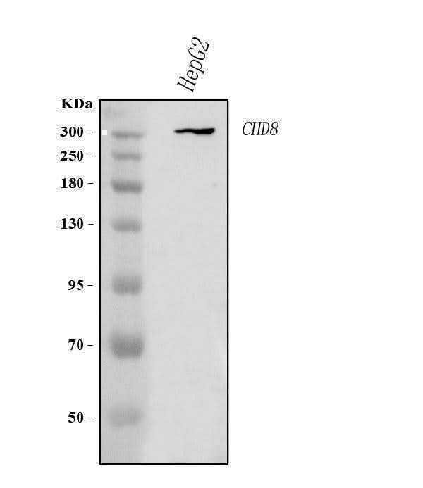 Anti-CHD8 Antibody Picoband® Boster Bio