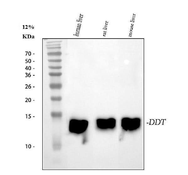 Anti-DDT Antibody Picoband® Boster Bio