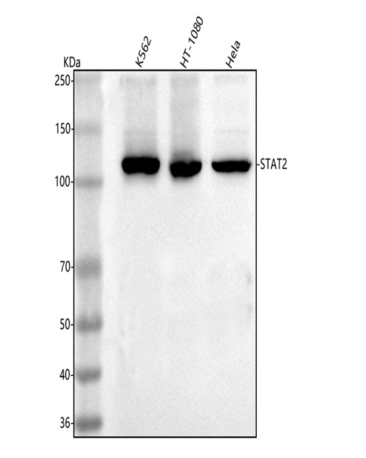 Anti-STAT2 Antibody Picoband® Boster Bio