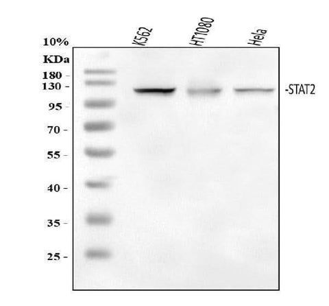 Anti-STAT2 Antibody Picoband® Boster Bio