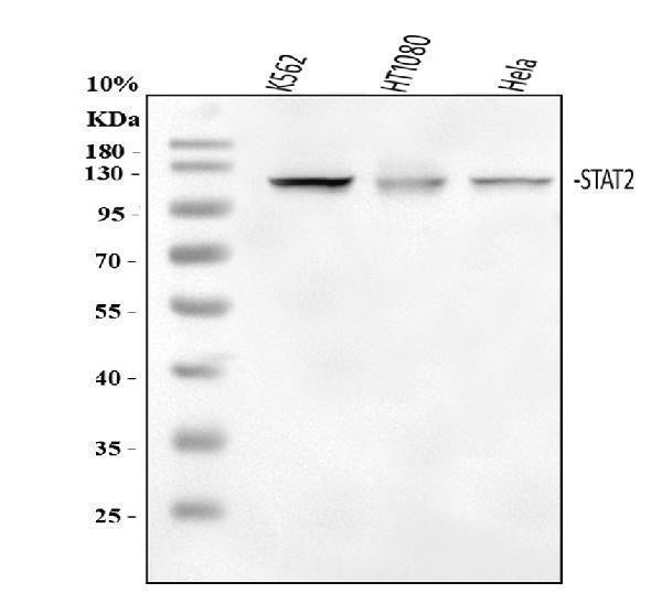 Anti-STAT2 Antibody Picoband® Boster Bio