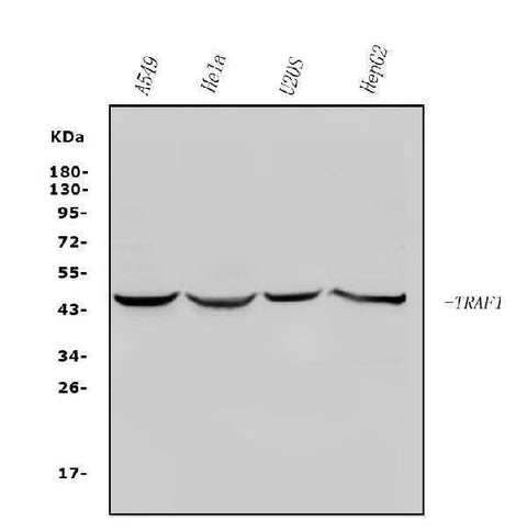 Anti-TRAF1 Antibody Picoband® Boster Bio