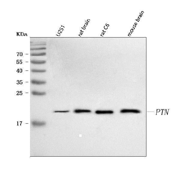 Anti-PTN Antibody Picoband® Boster Bio