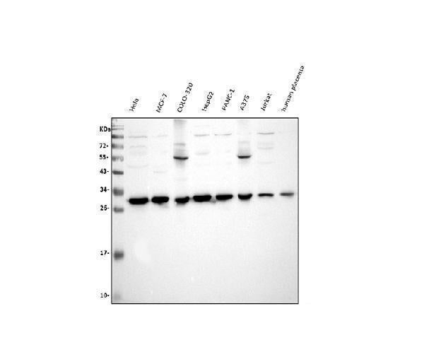 Anti-VAPB Antibody Picoband® Boster Bio