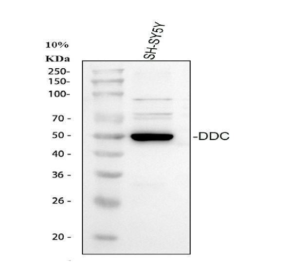Anti-DOPA decarboxylase/DDC Antibody Picoband® Boster Bio
