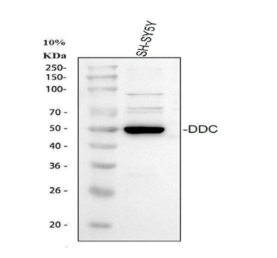 Anti-DOPA decarboxylase/DDC Antibody Picoband® Boster Bio