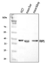 Anti-FBP1 Antibody Picoband® Boster Bio