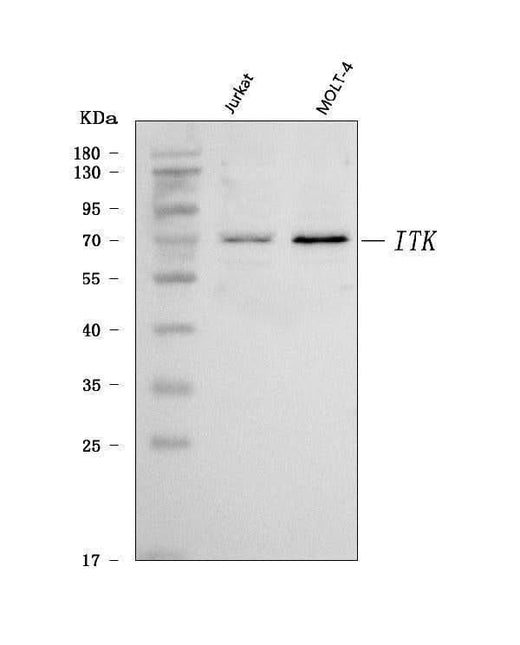 Anti-ITK Antibody Picoband® Boster Bio