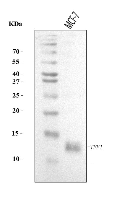 Anti-TFF1 Antibody Picoband® Boster Bio