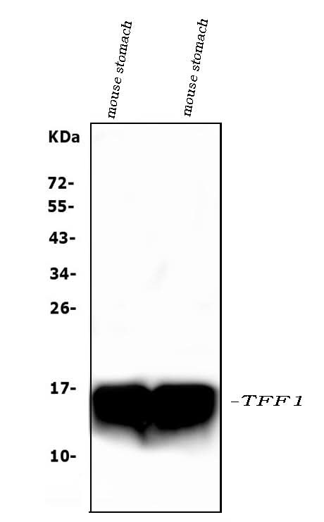 Anti-Estrogen Inducible Protein pS2/Tff1 Antibody Picoband® Boster Bio