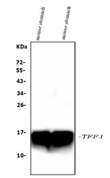 Anti-Estrogen Inducible Protein pS2/Tff1 Antibody Picoband® Boster Bio