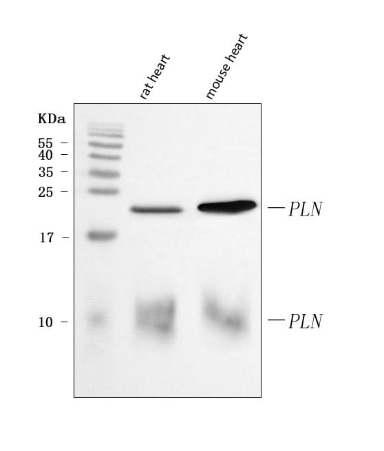 Anti-PLN Antibody Picoband® Boster Bio