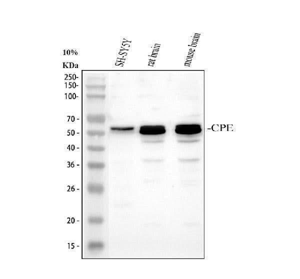 Anti-Carboxypeptidase E/CPE Antibody Picoband® Boster Bio