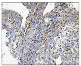 Anti-CD16/FCGR3A Antibody Boster Bio