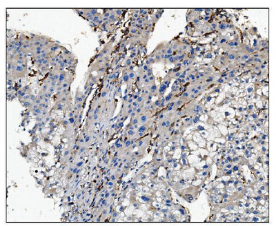 Anti-CD16/FCGR3A Antibody Boster Bio