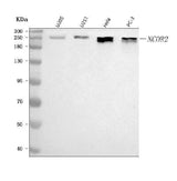 Anti-NCOR2 Antibody Picoband® Boster Bio