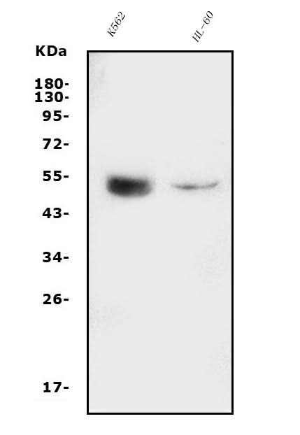Anti-GATA2 Antibody Picoband® Boster Bio