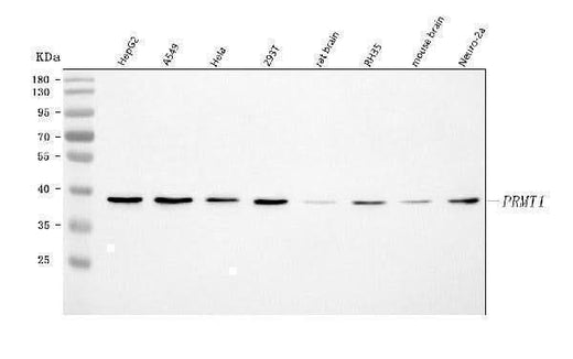 Anti-PRMT1 Antibody Picoband® Boster Bio