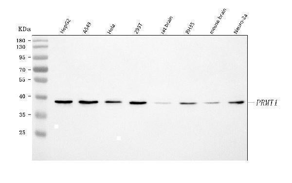 Anti-PRMT1 Antibody Picoband® Boster Bio
