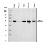Anti-SMAD5 Antibody Picoband® Boster Bio