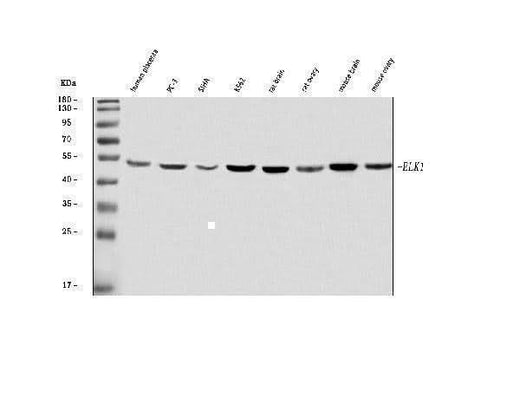 Anti-ELK1 Antibody Picoband® Boster Bio