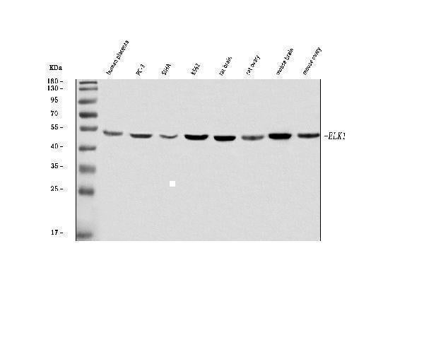 Anti-ELK1 Antibody Picoband® Boster Bio