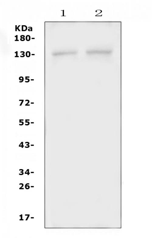 Anti-PSD Antibody Picoband® Boster Bio