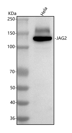 Anti-Jagged 2/JAG2 Antibody Picoband® Boster Bio