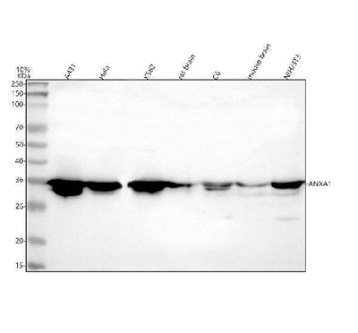 Anti-Annexin A1/ANXA1 Antibody Picoband® Boster Bio