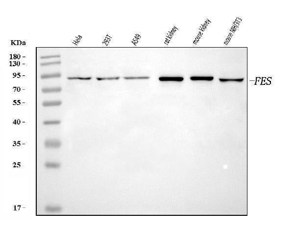 Anti-FES Antibody Picoband® Boster Bio