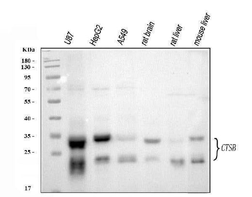 Anti-Cathepsin B/CTSB Antibody Picoband® Boster Bio