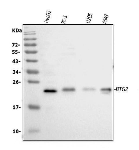 Anti-BTG2 Antibody Picoband® Boster Bio