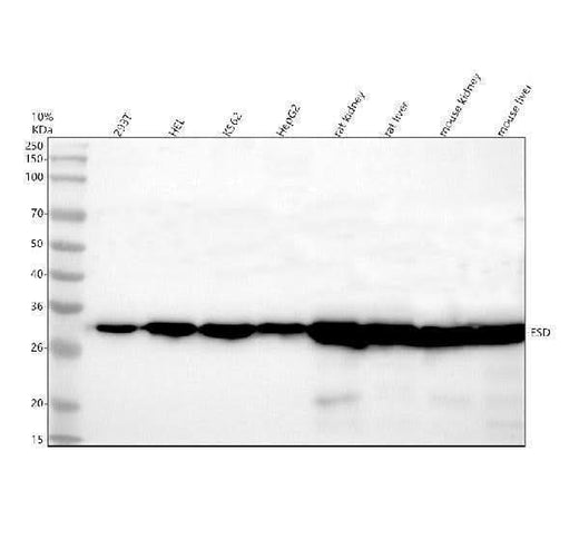 Anti-ESD Antibody Picoband® Boster Bio