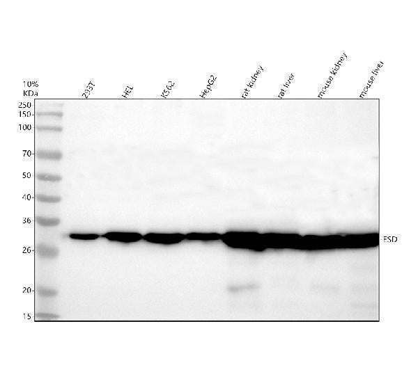 Anti-ESD Antibody Picoband® Boster Bio