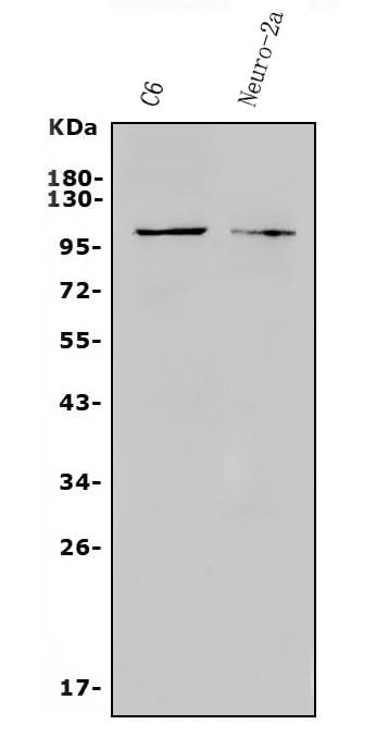 Anti-TRPC3 Antibody Picoband® Boster Bio