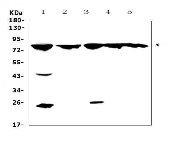 Anti-GRK2/GRK2 Antibody Picoband® Boster Bio