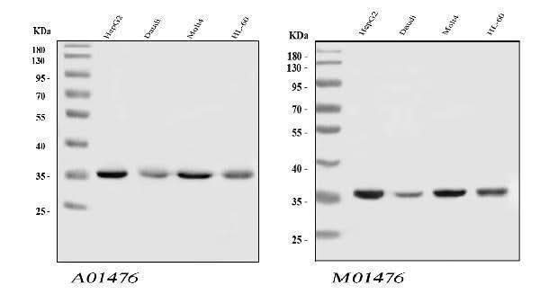 Anti-HnRNP A1/HNRNPA1 Antibody Picoband® Boster Bio