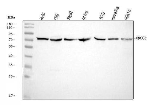 Anti-ABCG8 Antibody Picoband® Boster Bio