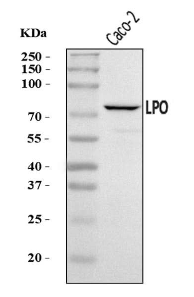 Anti-LPO Antibody Picoband® Boster Bio