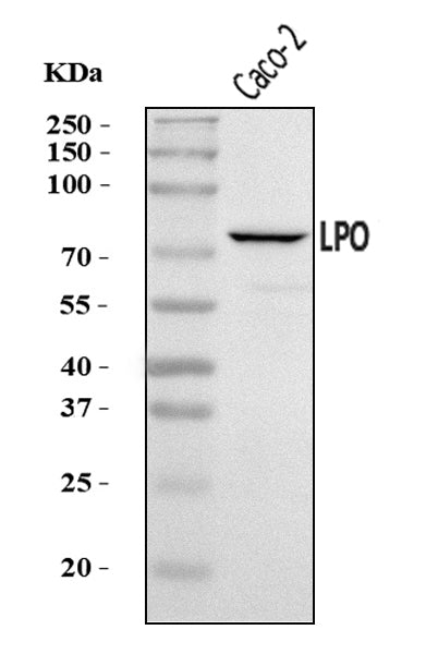 Anti-LPO Antibody Picoband® Boster Bio