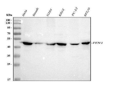 Anti-FEN1 Antibody Picoband® Boster Bio