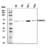 Anti-CARM1 Antibody Picoband® Boster Bio