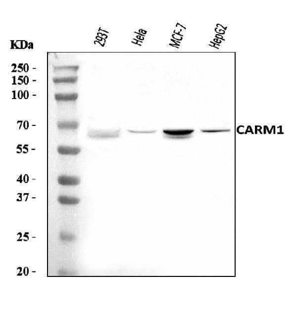 Anti-CARM1 Antibody Picoband® Boster Bio