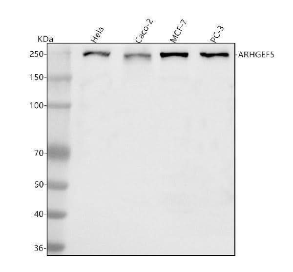 Anti-ARHGEF5 Antibody Picoband® Boster Bio