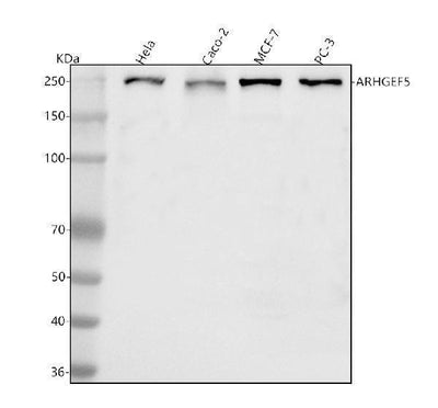 Anti-ARHGEF5 Antibody Picoband® Boster Bio