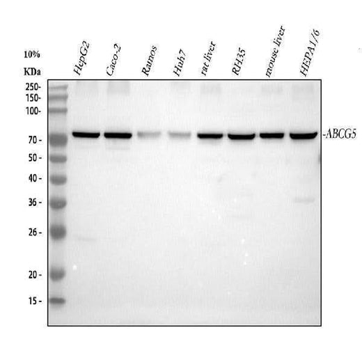 Anti-ABCG5 Antibody Picoband® Boster Bio