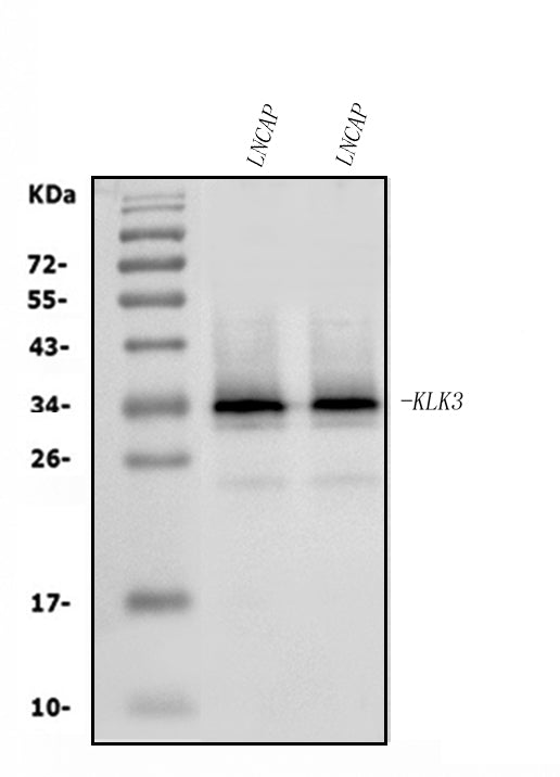 Anti-Prostate Specific Antigen/KLK3 Antibody Picoband® Boster Bio