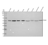 Anti-Dysbindin/DTNBP1 Antibody Picoband® Boster Bio