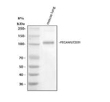 Anti-CD31/Pecam1 Antibody Picoband® Boster Bio